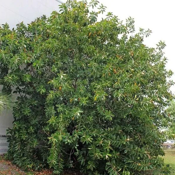 thumbnail for publication: Ficus elastica: Rubber Tree